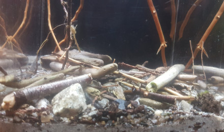 aquarium Pico 6L lac Willoughby