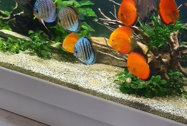 aquarium discus salon