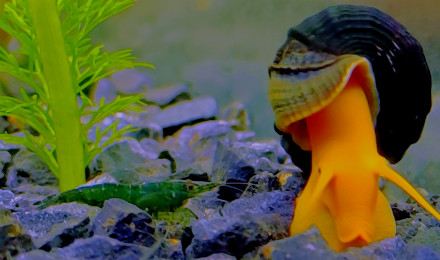 aquarium Tylomelania