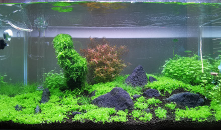 aquarium Aquarium Red crystal et Microfish