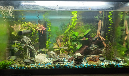 aquarium Ciano aqualex 60