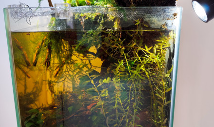 aquarium Corrientes  - Austrolebias nigripinnis