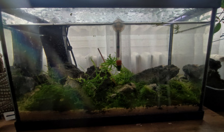 aquarium aquarium amano