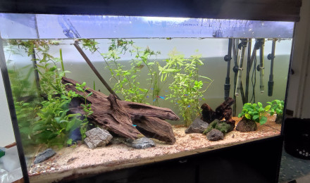 aquarium aquarium communautaire