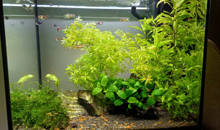 aquarium Aquarium