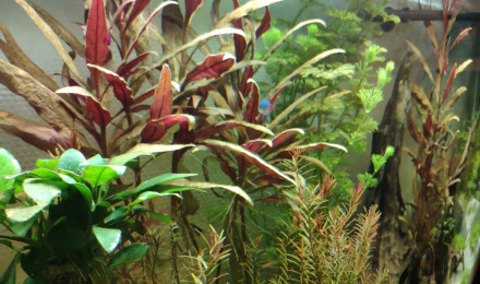 aquarium 200L - Communautaire