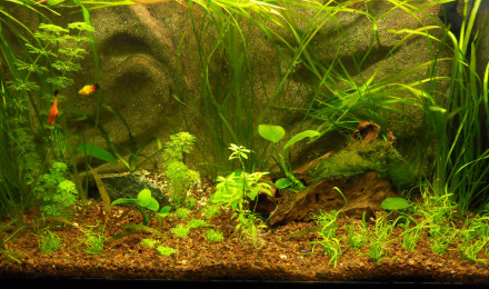 aquarium Mon ancien bac de 80 litres