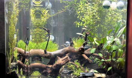 aquarium Aquarium Cuisine