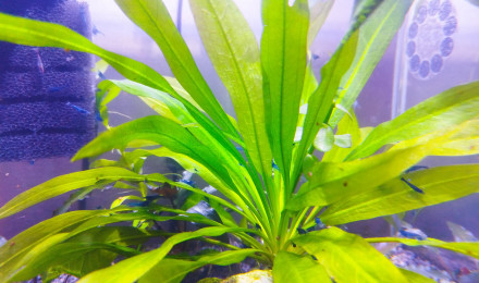 aquarium Neocaridina Bleu
