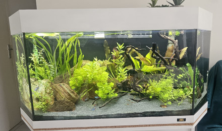 aquarium Biotope Amazonien