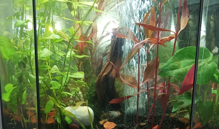 aquarium Mimi poisson