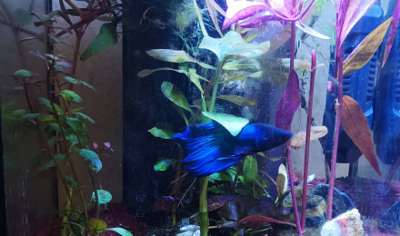 aquarium Aquarium combattant