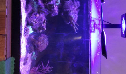 aquarium Recifal