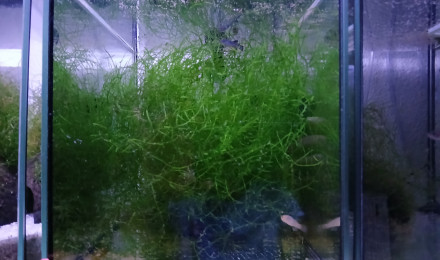 aquarium 132 01 Femelle Aphyosemion schioetzi Ngombe Z 91-01