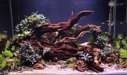 aquarium Buces and roots