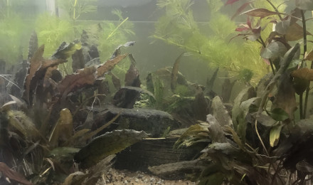 aquarium Aquarium hopital