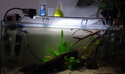 aquarium Biotope amazonien