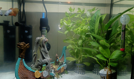 aquarium tout premier