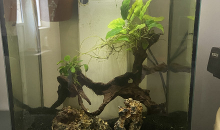 aquarium 20 litre betta