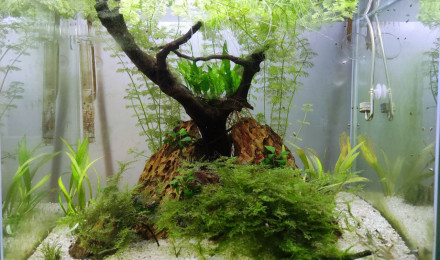 aquarium Aquarium Bureau