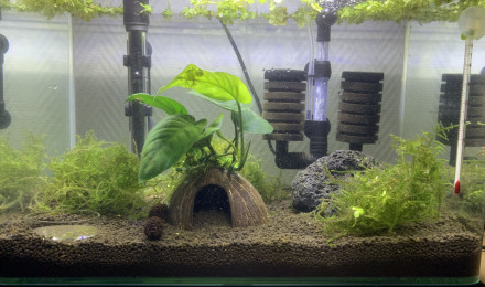 aquarium Deep blue Bolt