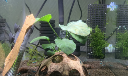 aquarium Blue Bolt et Deep Blue Bolt