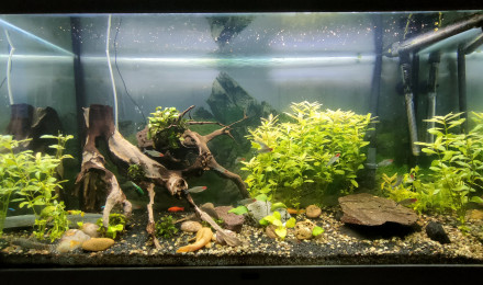 aquarium Mika
