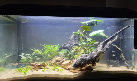 aquarium 60l