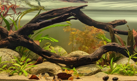 aquarium Amérique du sud