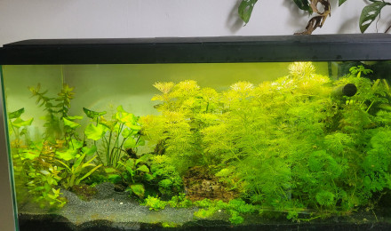 aquarium 80L crevettes