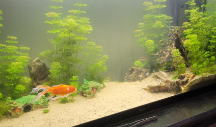 aquarium 240L sauvetage