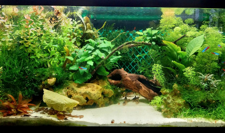 aquarium Aquarium