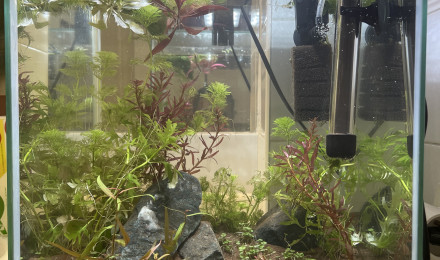 aquarium Reproduction Cap Lopez