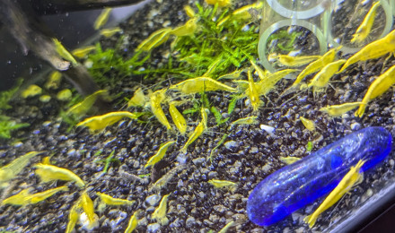 aquarium 20L Neocaridina Yellow Neon