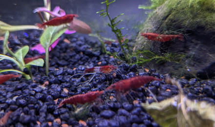 aquarium 20L Neocaridina Red Cherry