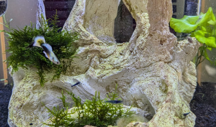 aquarium 30L Neocaridina Blue Velvet