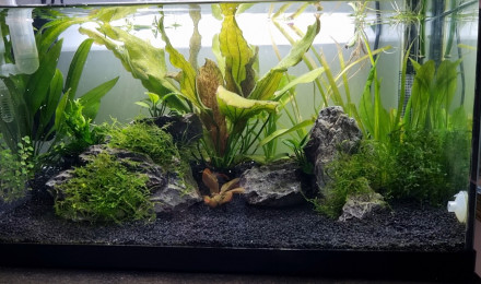 aquarium Bac Tétraodon 60L