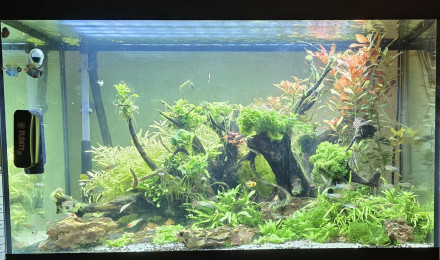 aquarium 175L