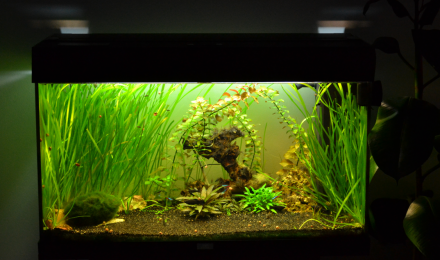 aquarium Ancien 120l et 2 de 50l