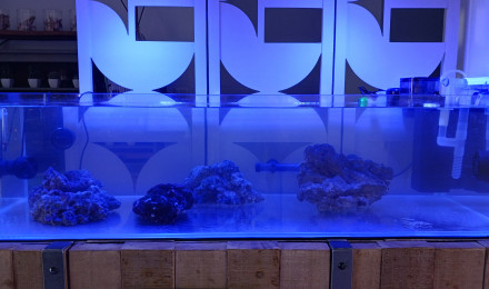 aquarium 1er recifal