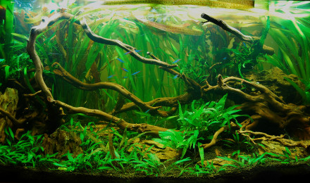 aquarium 200 L