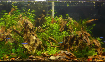 aquarium 40 L shallow