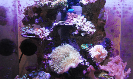 aquarium 91 L récifal low teck