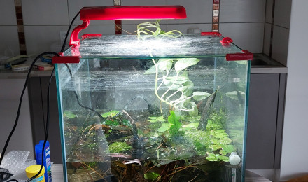 aquarium Crevettes  micro rasbora