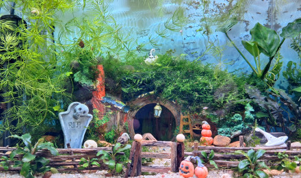 aquarium Ash nazg