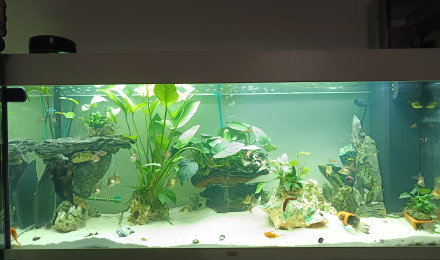aquarium Anubias style