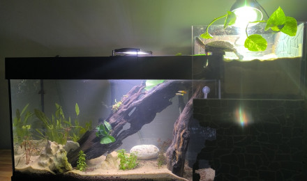 aquarium Pelu