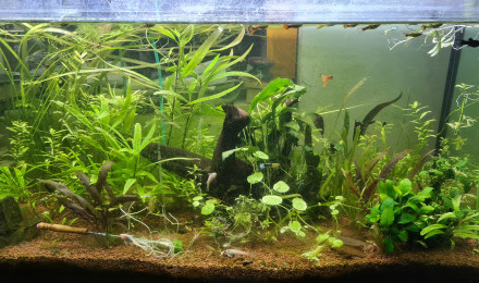 aquarium Black molly