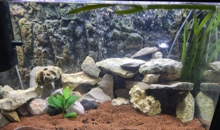 aquarium Cichlides nain