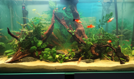 aquarium Communautaire